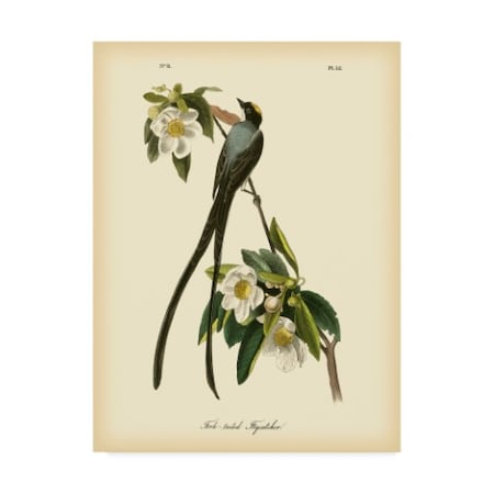 Trademark Fine Art John James Audubon 'Fork Tailed Flycatcher' Canvas Art, 14x19 WAG02515-C1419GG